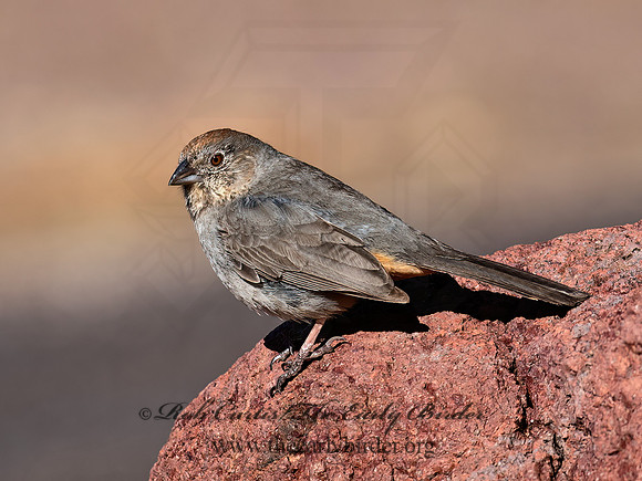 Melozone fuscus  CANYON TOWHEE 6040492z