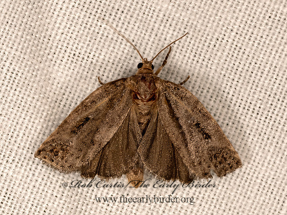 Choristoneura fumiferana  SPRUCE BUDWORM MOTH 3021857z