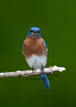 Sialia sialis  EASTERN BLUEBIRD 6003773z