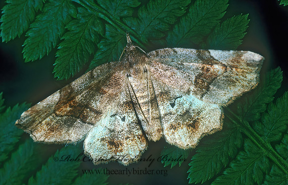 Pangrapta decoralis DECORATED OWLET 176910z