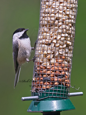 Poecile carolinensis  CAROLINA CHICKADEE 9063137z