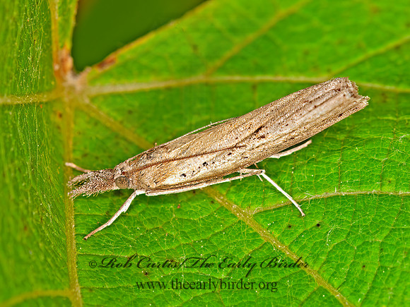Fissicrambus mutabilis  CHANGEABLE GRASS-VENEER 3013177z