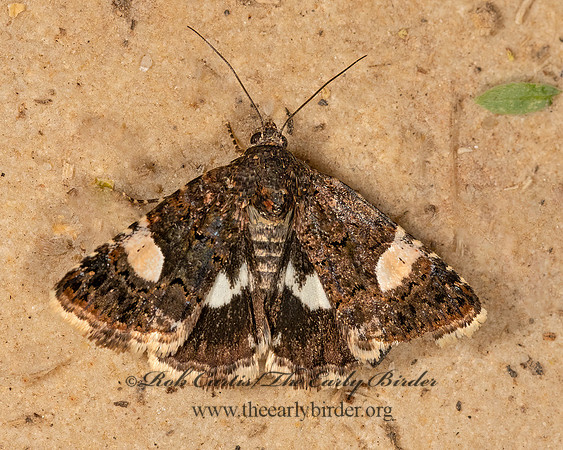 Tyta luctuosa  4-SPOTTED MOTH 3025180z
