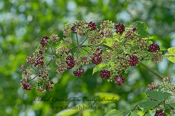 Sambucus canadensis   COMMON ELDERBERRY 9014254z