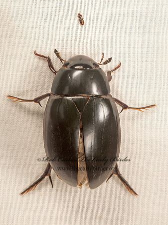 Hydrophilus ovatus  GIANT WATER SCAVENGER BEETLE 9050480z