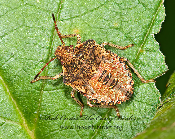 Euschistus  STINKBUG 3010168z