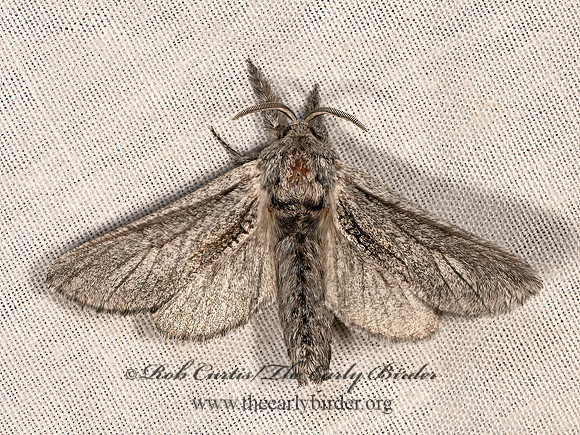 Inguromorpha itzalana COSSID MOTH 3037923z