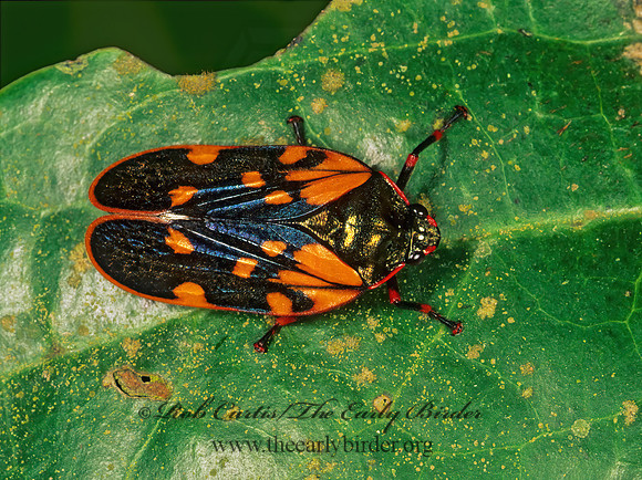 Mahanarva costaricensis 201311z