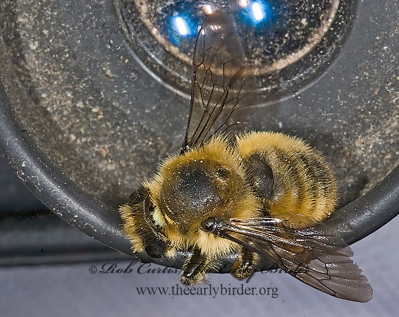 Megachile (Xanthosarus) 7010069z