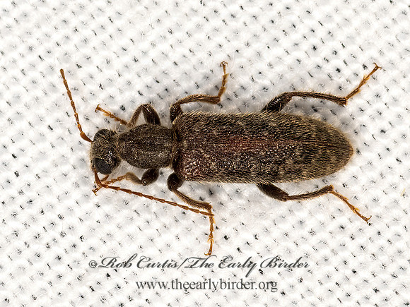 Rilettius patronus ANTLIKE FLOWER BEETLE 3031514z