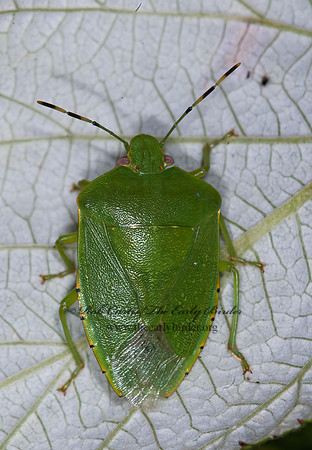 Chinavia hilaris  GREEN STINKBUG 6014141z