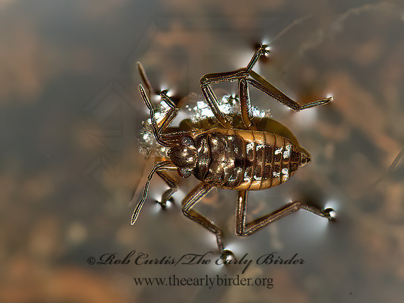 Microvelia (Kirkaldya)  SMALLER WATER STRIDER 9050680z