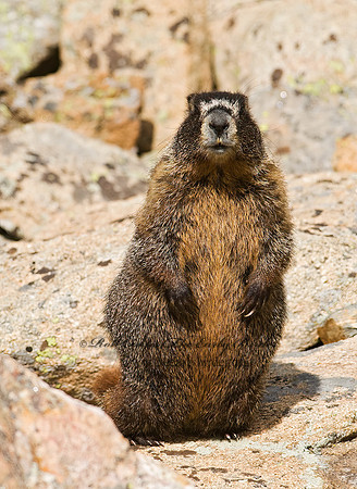 Marmota flaviventris  YELLOW-BELLIED MARMOT 6027349z