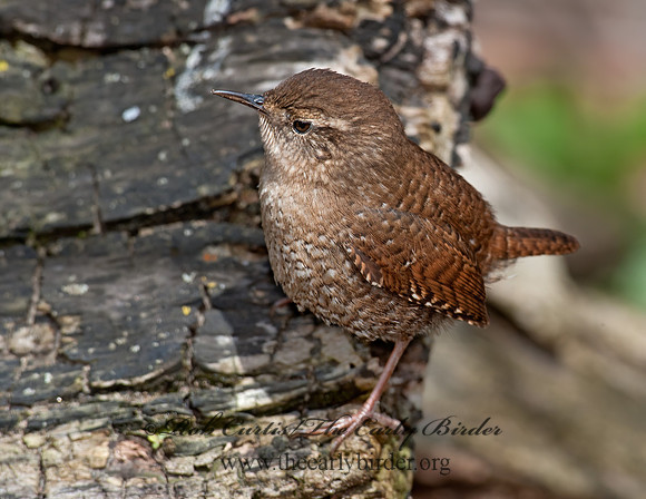Troglodytes hiemalis  WINTER WREN 8033969z