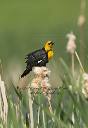 Xanthocephalus xanthocephalus  YELLOW-HEADED BLACKBIRD 5018651z