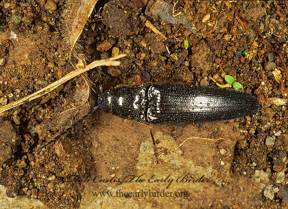 Dipropus 195515 z