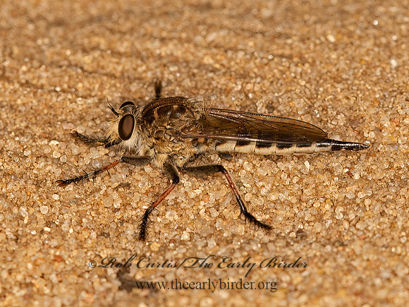 Efferia albibarbis  ROBBER FLY 9061708z
