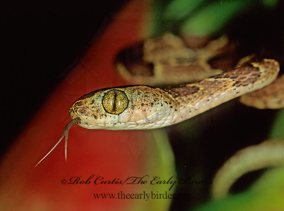 Imantodes gemmistratus  VINE SNAKE 193714z