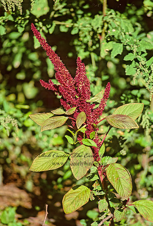 Amaranthus cruentus  AMARANTH 278823z
