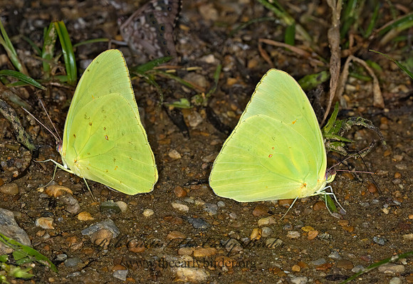 Phoebis sennae  CLOUDLESS SULPHUR 6013393z