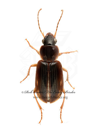 Stenolophus ochropezus 9020546 z