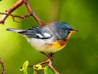 Setophaga americana NORTHERN PARULA 3002131z