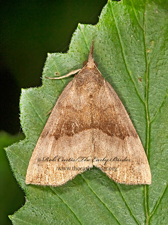 Hypena madefactalis  GRAY-EDGED HYPENA  8014979 z