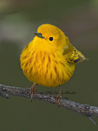 Setophaga petechia  YELLOW WARBLER 3007897z