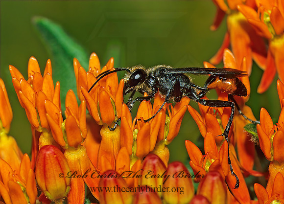 Palmodes dimidiatus 22014z