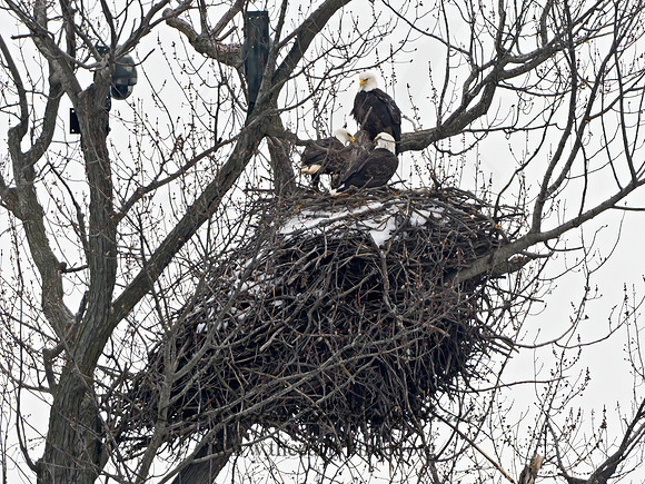 Haliaeetus leucocephalus BALD EAGLE 3016949z