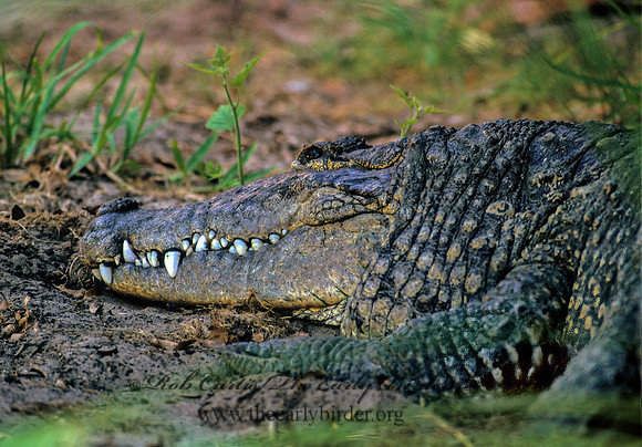Crocodylus moreletti  MORELET'S CROCODILE 276328z