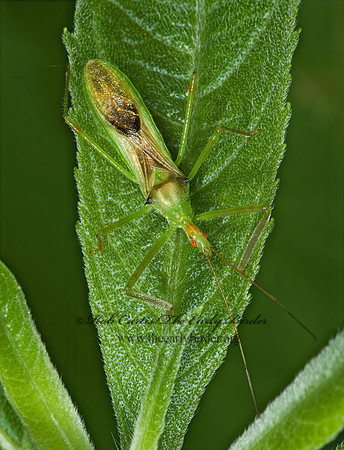 Zelus luridus 5008840z