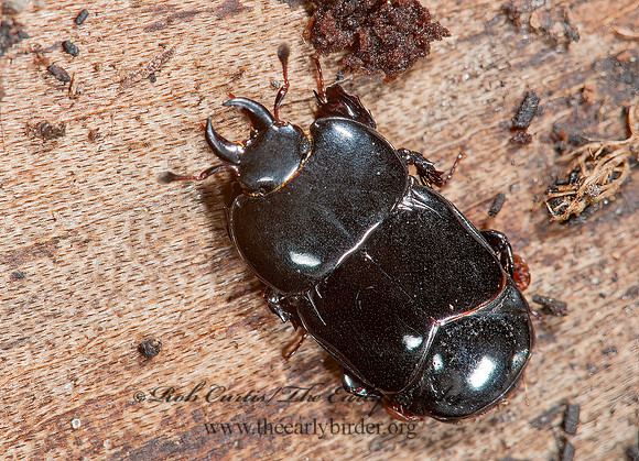 Hololepta aequalis 8031463z