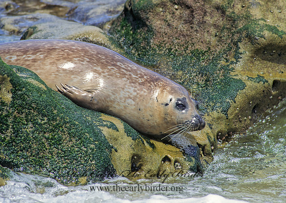 Phoca vitulina  HARBOR SEAL 124534z
