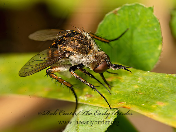 Toxophora amphitea  BEE FLY 9047443z