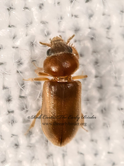 Tropicus pusillus  VARIEGATED MUD-LOVING BEETLE 3041743z