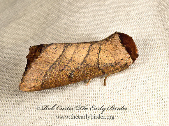 Datana tp1 PROMINENT MOTH 9048271z