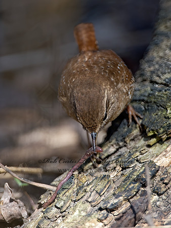 Troglodytes hiemalis  WINTER WREN 9028245z
