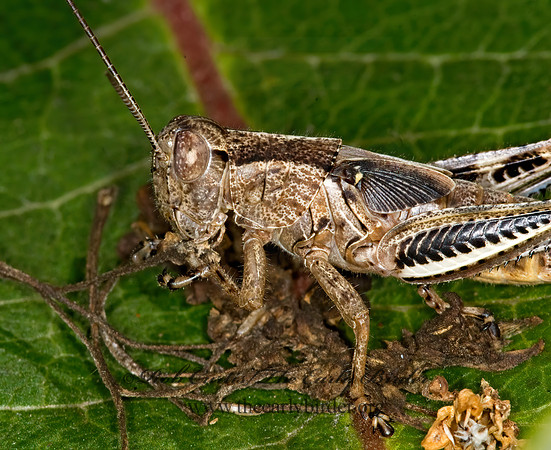 Melanoplus differentialis  DIFFERENTIAL GRASSHOPPER 6009410z