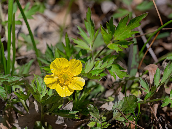 Ranunculus hispidus  BRISTLY BUTTERCUP 3018426z