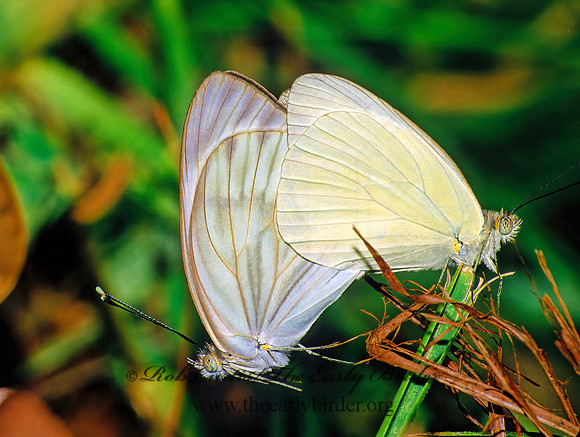 Ascia monuste  GREAT SOUTHERN WHITE 18622z