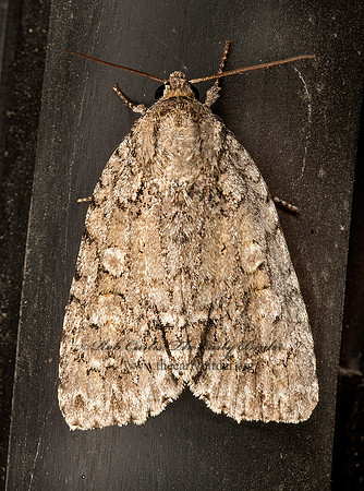 Acronicta  DAGGER MOTH  9052245z