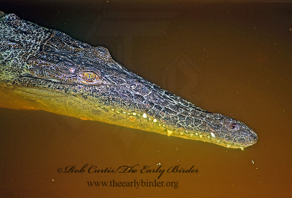 Crocodylus acutus  AMERICAN CROCODILE 271009z