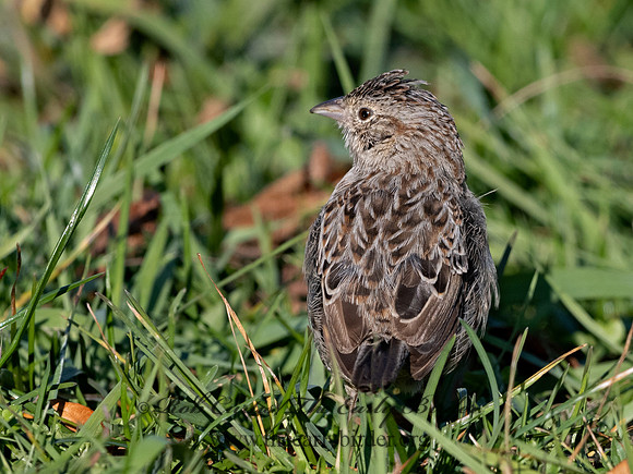 Peucaea cassinii  CASSIN'S SPARROW 3027653
