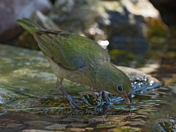 Passerina ciris  PAINTED BUNTING 3040578z