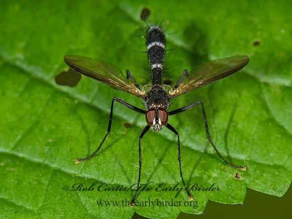 Cordyligaster septentrionalis  SOPHIINI TACHINID FLY 8007809z