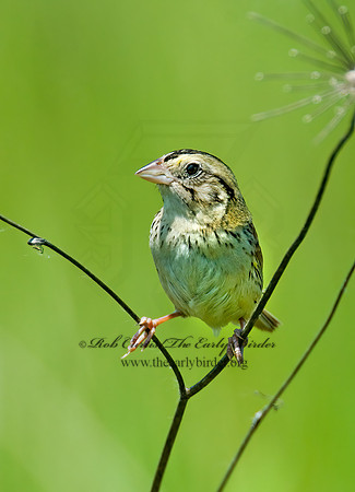 Centronyx henslowii  HENSLOW'S SPARROW 7016818z