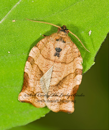 Choristoneura rosaceana OBLIQUE-BANDED LEAFROLLER 8014325z