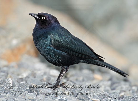 Euphagus cyanocephalus  BREWER'S BLACKBIRD 8020047z