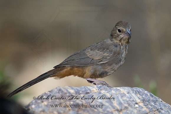 Melozone fusca  CANYON TOWHEE 7008137z